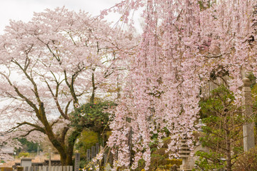 西光寺の桜
