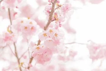 Fleecedeken met foto Sakura bij de Saikou-ji-tempel © Masayoshi Hirose