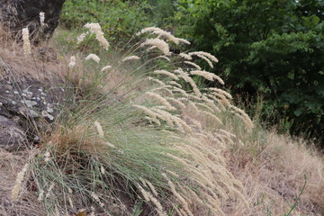 Grasses with white seeds grew on the rock