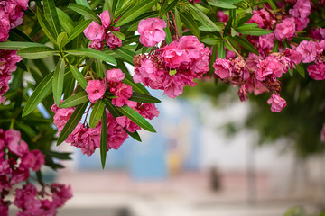 Frame from a hanging branch of a blooming pink flowers of oleander tree with green foliage....