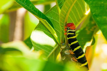 Check out this guy! Its actually called a Frangipani Worm which if that's not cool enough, due to...