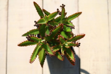 Kalanchoe żyworódka płodnolist