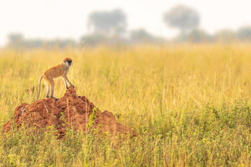 Patas monkey or hussar monkey looking for danger in beautiful morning light, Murchison Falls National Park, Uganda.