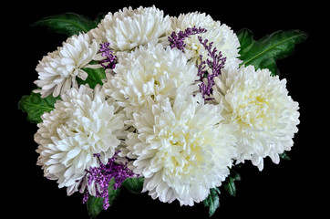 Vintage floral design - white chrysanthemum flowers bouquet with green leaves close up, on black background. Greeting card to any joyful or festive event, and may be tragic and sad as condolences