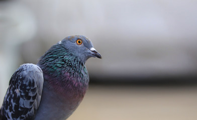 Close up head shot of beautiful pigeon bird, Pigeon close up on blue background