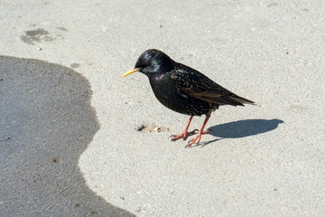 Iridescent Common Starling in Lyme Regis