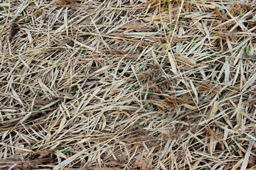 Texture of the dry yellow grass for using as backgroud