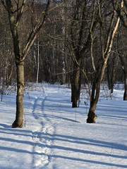  fresh snow track in a city park