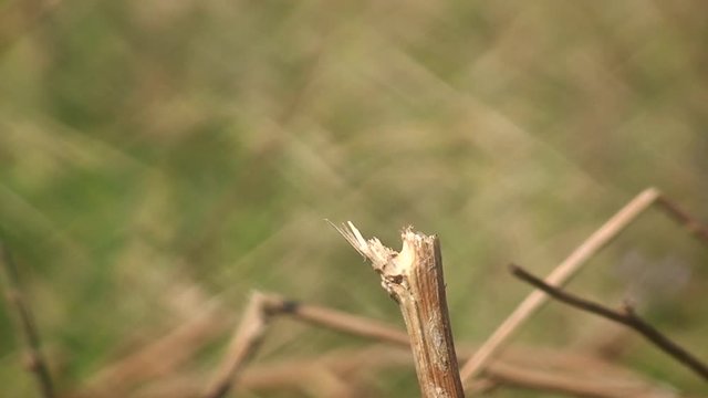 The dragonfly Vagrant darter (Sympetrum vulgatum) takes off and again sits on the stem of the plant.