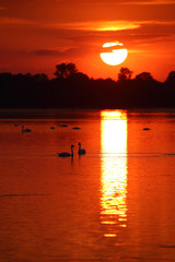  Birds on the background of sunset on the lake