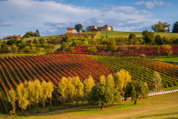 Vineyards and hills  of Lambrusco Grasparossa in autumn, Castelvetro, Modena, Italy