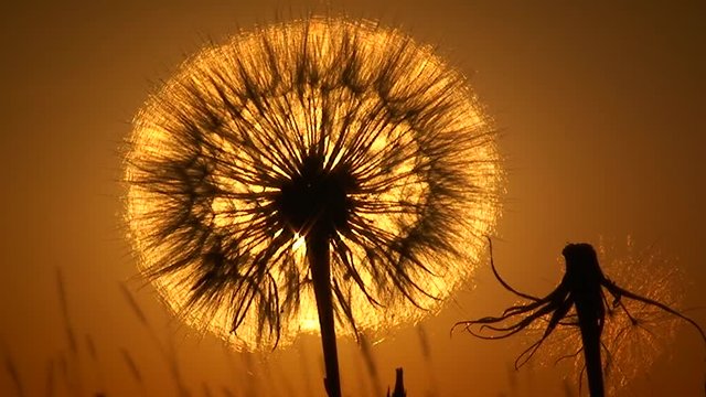Fluffy dandelion on the background of the setting sun, medium shot.