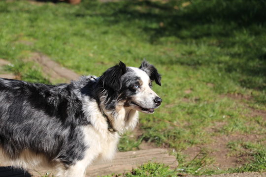 mini Aussie