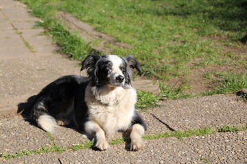 Australien Shepherd mini