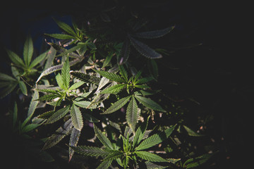 cannabis bush in the dark lit by the rays of the sun, tinted