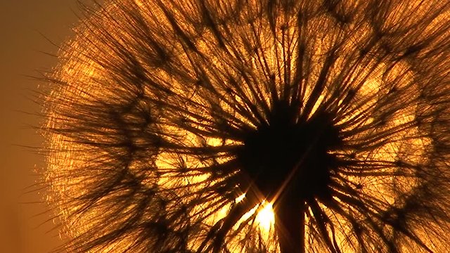 Fluffy dandelion on the background of the setting sun, close-up.
