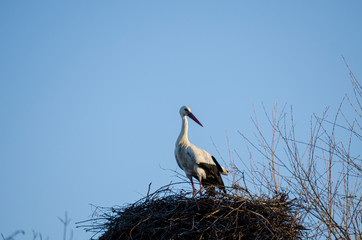 Lonely stork isolated in the nest on a clear day. Spain.