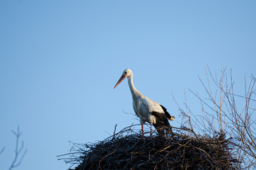 Lonely stork isolated in the nest on a clear day. Spain.