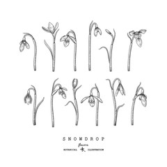 Sketch Floral decorative set. Snowdrop flower drawings. Black and white with line art isolated on white backgrounds. Hand Drawn Botanical Illustrations. Elements vector.