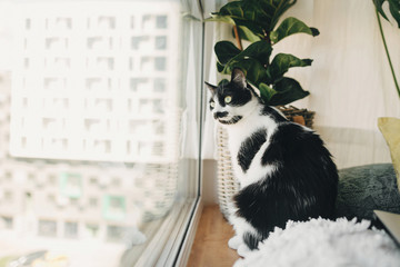 Funny cat sitting at window and looking in street during coronavirus quarantine. Cute kitty with green eyes sitting at cozy pillows and plants in modern room. Stay home stay safe
