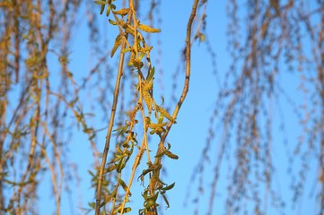 Weidenstrauch in der Frühlingssonne