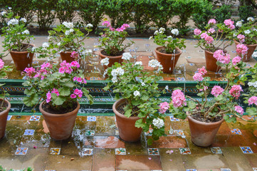 flowerpots with colors geranium in a garden in Madrid