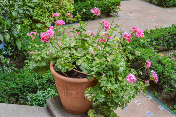 Fototapeta na wymiar flowerpot with pink geranium in a garden in Madrid