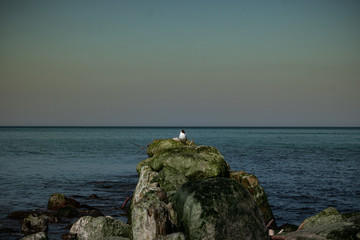 view of the rocky beach of the sea or ocean in sunny weather with clear blue sky