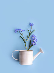 Bouquet of blue flowers in a decorative watering can on a blue background. Gardening concept. Spring floral background.