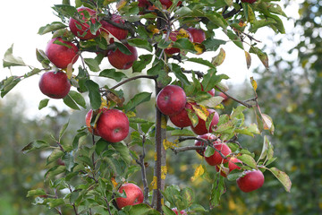 Äpfel in Kisten (Salzkammergut, Oberösterreich, Österreich) - Apples in boxes (Salzkammergut,...