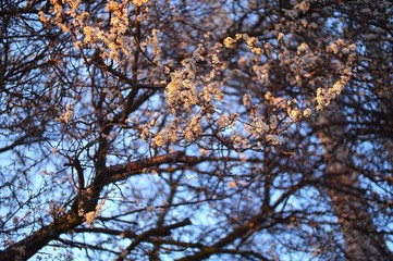 Aufblühender Frühling