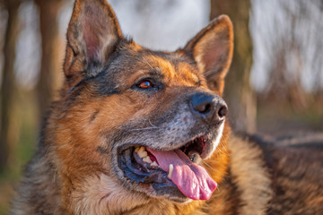 Portrait of a huge red dog. Photographed close-up.