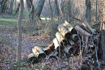 Wood Pile
