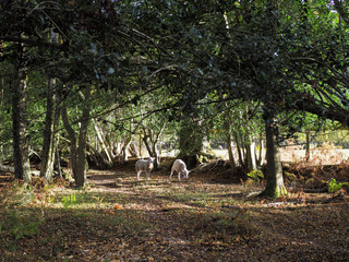 Obraz na płótnie Canvas Sheep Wandering in the Ashdown Forest