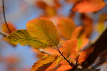 Autumn Beech Leaves Macro