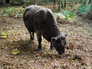 Cow Grazing for Acorns in the Ashdown Forest