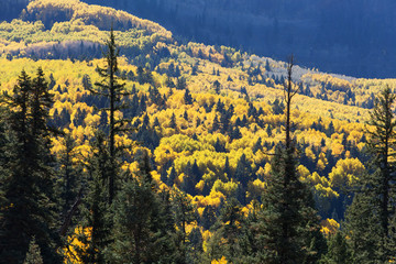 Colorado mountain covered with colorful aspen trees in fall