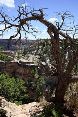 Arizona / USA - August 01, 2015: South Rim Grand Canyon landscape, Arizona, USA