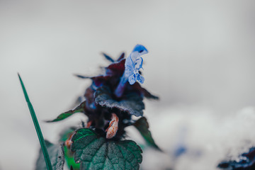 Fototapeta na wymiar Kwiaty w śniegu, kwiecień