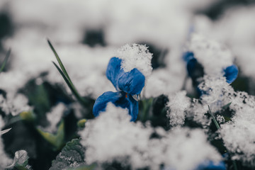 Kwiaty w śniegu, kwiecień