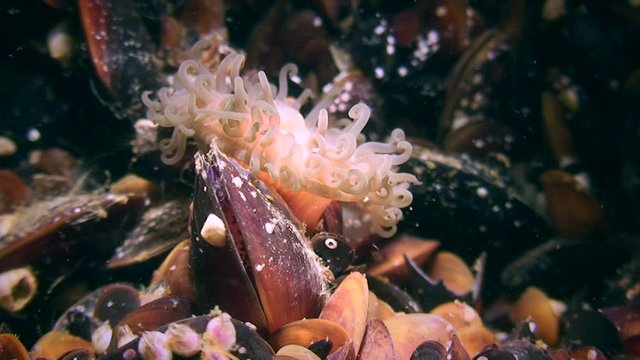 Beadlet Anemone (Actinia equina) retracts its tentacles.