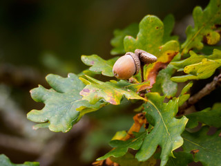 Acorn on an Oak Tree Ready to Drop