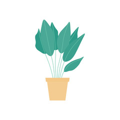 House plant flat vector illustration isolated on a white background.