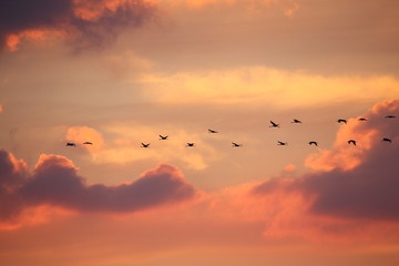  Flying cranes against the setting sun © moniadk