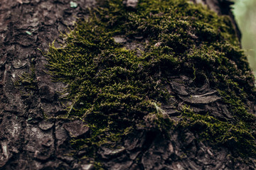 Moss in the forest