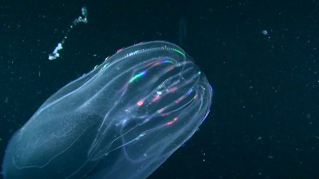 Warty comb jelly (Mnemiopsis leidyi) on a dark background shimmers in bright colors.