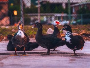 duck bird animal nature group beak feather isolated