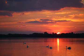  Birds on the background of sunset on the lake © moniadk