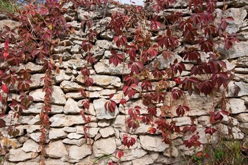 red and purple ivy leaves, liana twigs cover ancient coquina stones wall, hard shadows in the sun, abandoned yard in countryside, horizontal autumn background