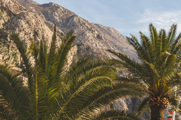 Fototapeta na wymiar Low Angle View of Palm Trees against Sky